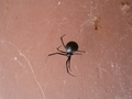black_widow_002.jpg
