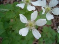 blackberry_bloom_001.jpg