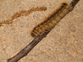 catapillar_003.jpg