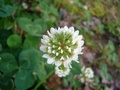 clover_big_flower.jpg