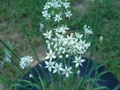 garlic_chives_002.jpg