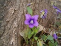 hpim0385.jpg