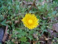 hpim0523.jpg