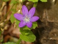 hpim0598.jpg
