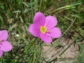 hpim0737.jpg