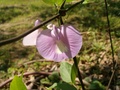 hpim0750.jpg