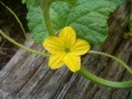 hpim0775.jpg