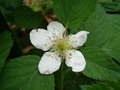 hpim0853.jpg