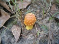 mushroom_01.jpg