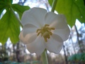plant_unknown_bloom_001.jpg