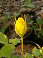 rose_002.jpg