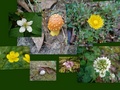 yellow_flower.jpg