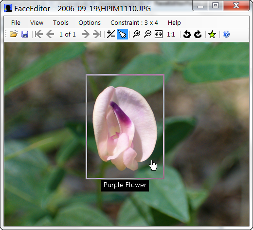 FaceEditor Application Window